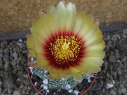 Astrophytum Z Jasenné pot 5,5 cm - 12404607