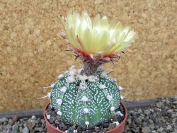 Astrophytum Z Jasenné pot 5,5 cm - 12404608