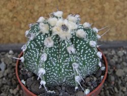 Astrophytum Z Jasenné pot 5,5 cm - 12404609