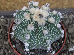 Astrophytum Z Jasenné pot 5,5 cm - 12404610