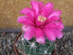 Gymnocalycium denudatum Jan Šuba, pot 6,5 cm