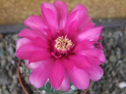 Gymnocalycium denudatum Jan Šuba, pot 6,5 cm - 12404612