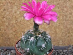 Gymnocalycium denudatum Jan Šuba, pot 6,5 cm - 12404613