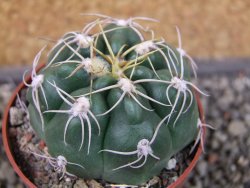 Gymnocalycium denudatum Jan Šuba, pot 6,5 cm - 12404614