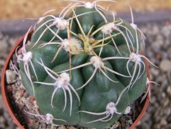 Gymnocalycium denudatum Jan Šuba, pot 6,5 cm - 12404616