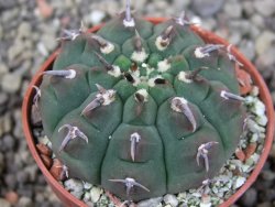 Gymnocalycium vatteri unguispinum, pot 5,5 cm - 12404617