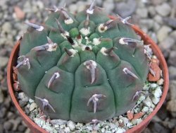 Gymnocalycium vatteri unguispinum, pot 5,5 cm - 12404618