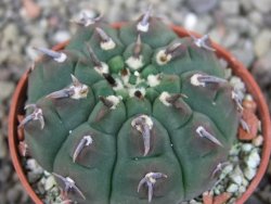 Gymnocalycium vatteri unguispinum, pot 5,5 cm - 12404620