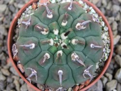 Gymnocalycium vatteri unguispinum, pot 5,5 cm - 12404621