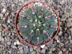 Gymnocalycium vatteri unguispinum, pot 5,5 cm - 12404622