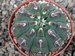 Gymnocalycium vatteri unguispinum, pot 5,5 cm - 12404623