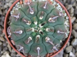 Gymnocalycium vatteri unguispinum, pot 5,5 cm - 12404624