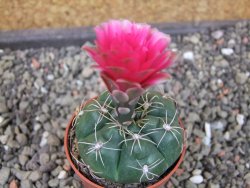 Gymnocalycium denudatum Jan Šuba, pot 5,5 cm