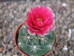 Gymnocalycium denudatum Jan Šuba, pot 5,5 cm - 12404626
