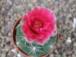 Gymnocalycium denudatum Jan Šuba, pot 5,5 cm - 12404627