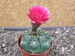 Gymnocalycium denudatum Jan Šuba, pot 5,5 cm - 12404628