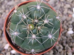 Gymnocalycium denudatum Jan Šuba, pot 5,5 cm - 12404629