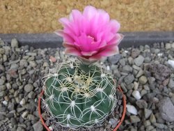 Gymnocalycium denudatum Jan Šuba, pot 5,5 cm