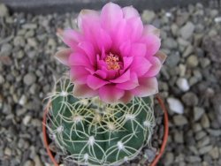 Gymnocalycium denudatum Jan Šuba, pot 5,5 cm - 12404631