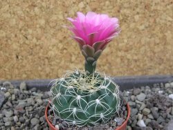 Gymnocalycium denudatum Jan Šuba, pot 5,5 cm - 12404632