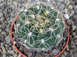 Gymnocalycium denudatum Jan Šuba, pot 5,5 cm - 12404633