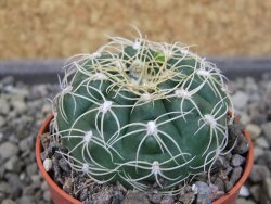 Gymnocalycium denudatum Jan Šuba, pot 5,5 cm - 12404634