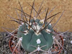 Gymnocalycium armatum LH1431 Pajcho centro Tarija pot 10 cm - 12404639