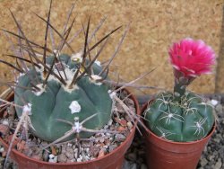 Gymnocalycium armatum LH1431 Pajcho centro Tarija pot 10 cm - 12404641