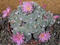 Lophophora fricii pot 11 cm