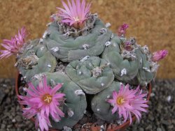 Lophophora fricii pot 11 cm - 12404644