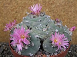 Lophophora fricii pot 11 cm - 12404645