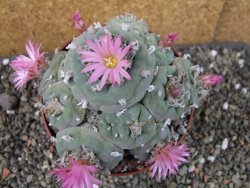 Lophophora fricii pot 11 cm - 12404646