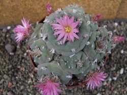 Lophophora fricii pot 11 cm - 12404647