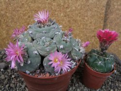 Lophophora fricii pot 11 cm - 12404648