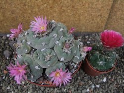 Lophophora fricii pot 11 cm - 12404649