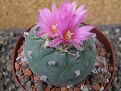 Lophophora fricii pot 9 cm