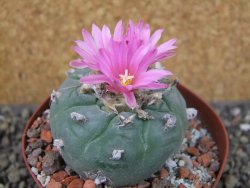Lophophora fricii pot 9 cm - 12404655