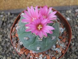 Lophophora fricii pot 9 cm - 12404656