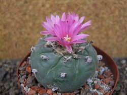 Lophophora fricii pot 9 cm - 12404657
