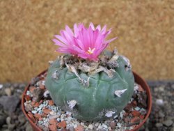 Lophophora fricii pot 9 cm - 12404658