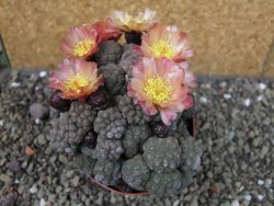Puna bonniae inermis, pot 9 cm Grafted