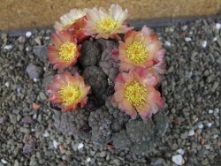 Puna bonniae inermis, pot 9 cm Grafted - 12404668