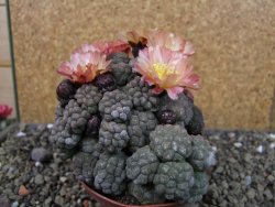 Puna bonniae inermis, pot 9 cm Grafted - 12404669