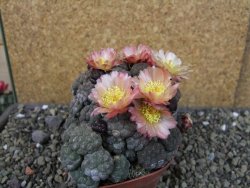 Puna bonniae inermis, pot 9 cm Grafted - 12404670