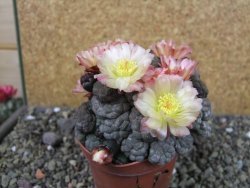 Puna bonniae inermis, pot 9 cm Grafted - 12404671