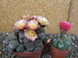Puna bonniae inermis, pot 9 cm Grafted - 12404672