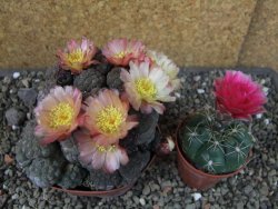 Puna bonniae inermis, pot 9 cm Grafted - 12404673