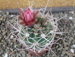 Gymnocalycium mazanense polycephalum VS 46 Cuipan, pot 5,5 cm - 12404679