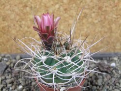 Gymnocalycium mazanense polycephalum VS 46 Cuipan, pot 5,5 cm - 12404680
