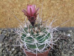 Gymnocalycium mazanense polycephalum VS 46 Cuipan, pot 5,5 cm - 12404681